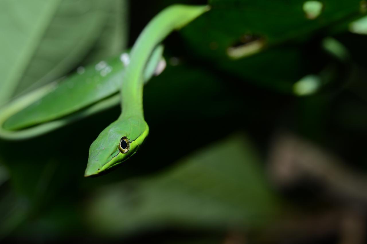 Hotel Vista Al Tortuguero Cariari  Екстериор снимка